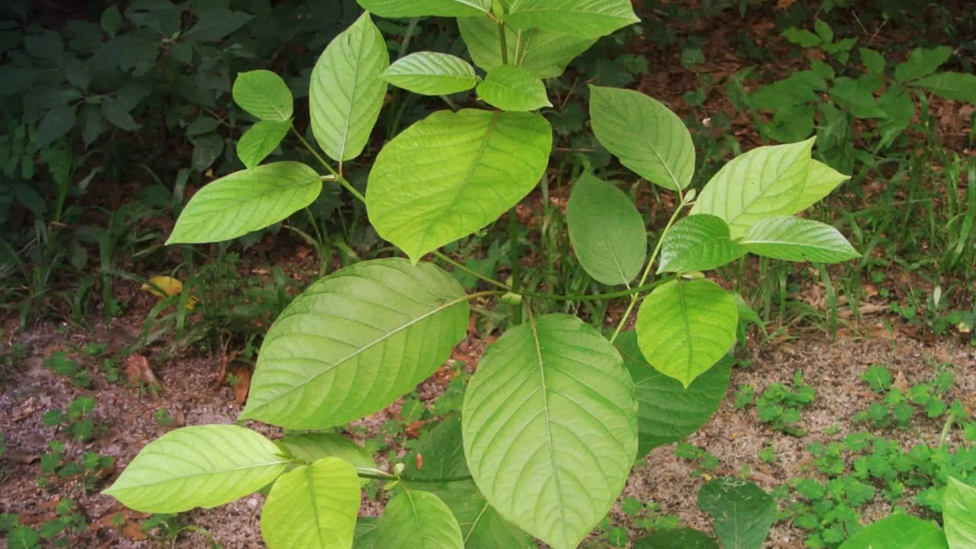 Afternoon Slump SOS: How Kratom Extract Shots Can Recharge Your Day | King K Kratom