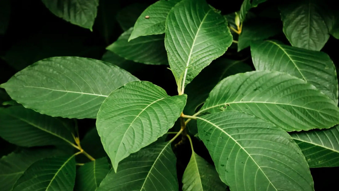 Kratom Extract Capsules: Benefits, Safety, and More | King K Kratom