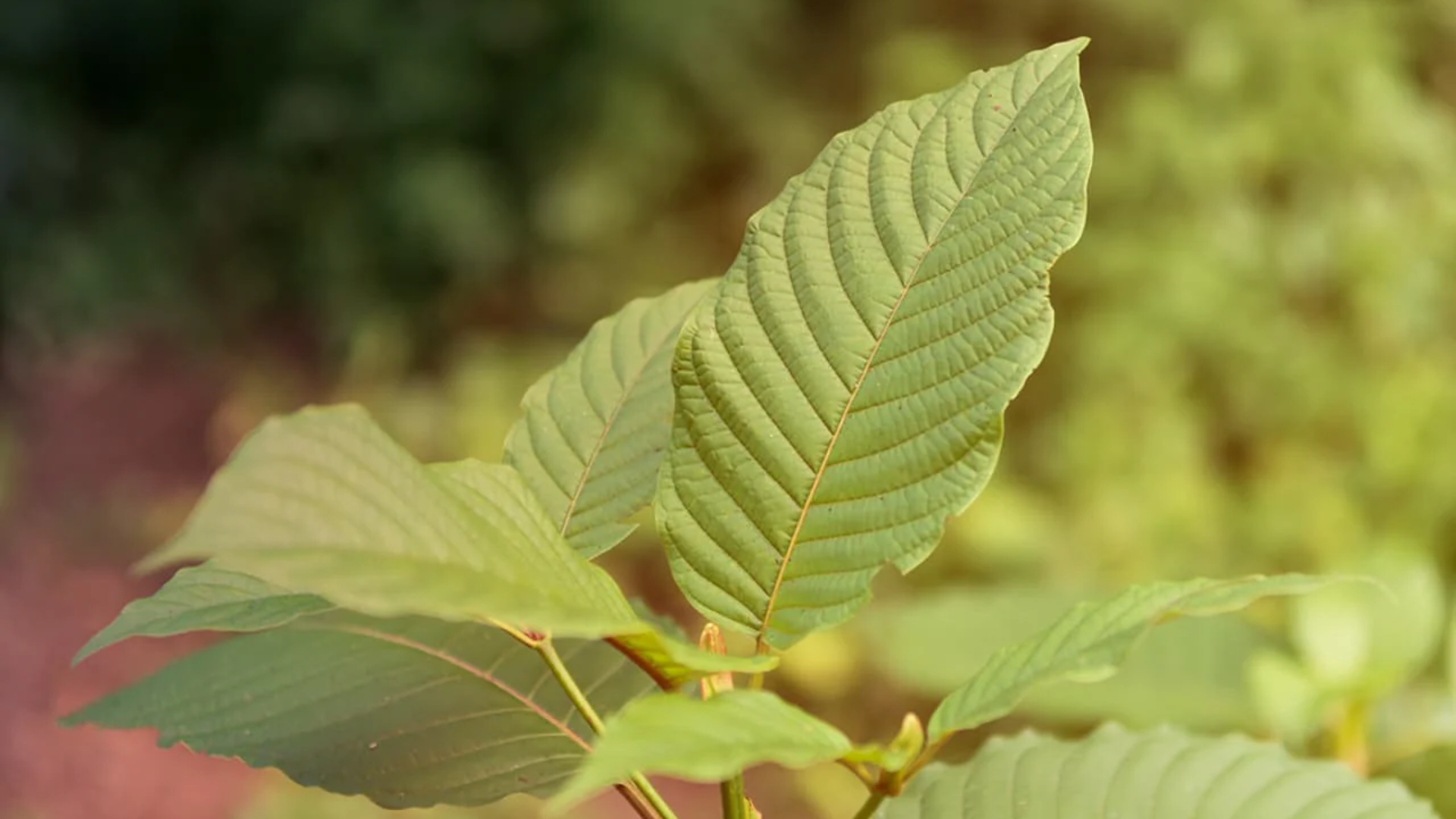 Kratom 101: Unveiling the All-Natural Energy Powerhouse