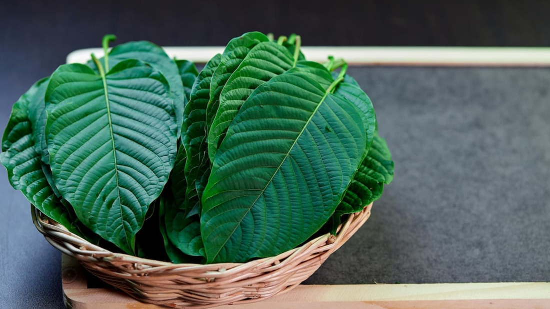 Why Organic Kratom is the Best Choice for Natural Wellness
