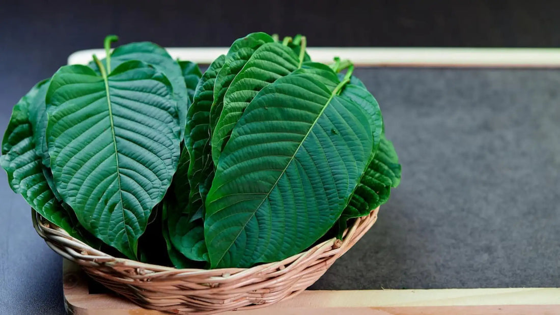 Why Organic Kratom is the Best Choice for Natural Wellness | King K Kratom