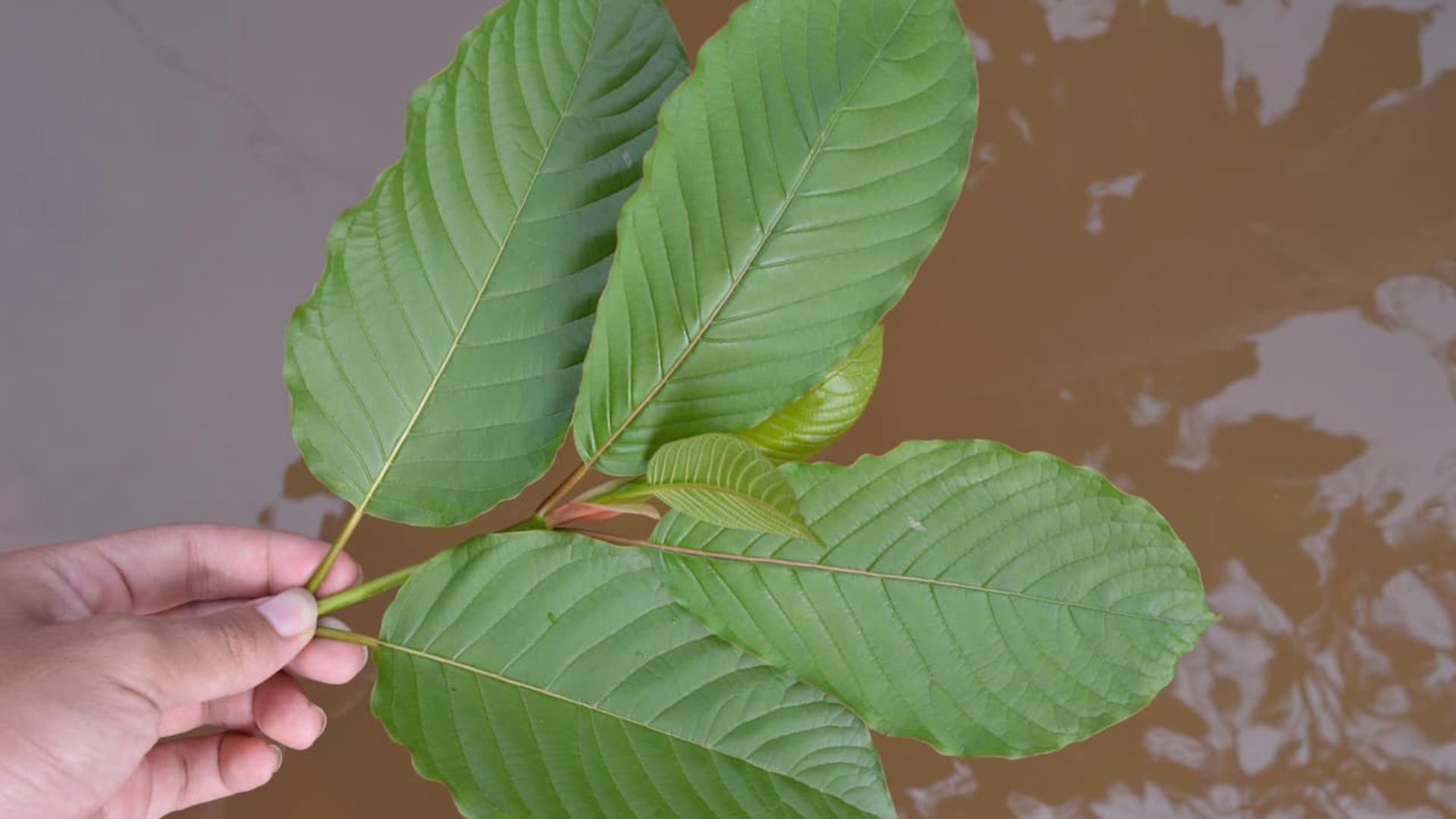 Unearthing Kratom’s Legacy: A Tale of Tradition and Wellness