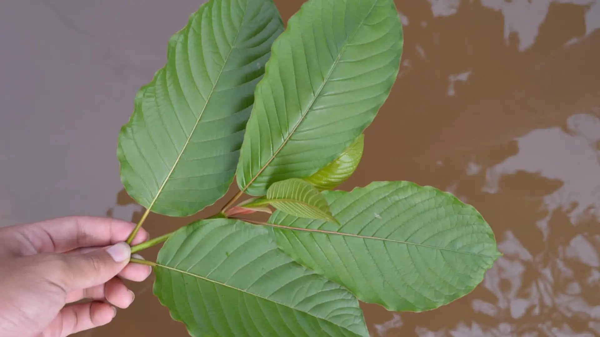 Unearthing Kratom's Legacy: A Tale of Tradition and Wellness | King K Kratom