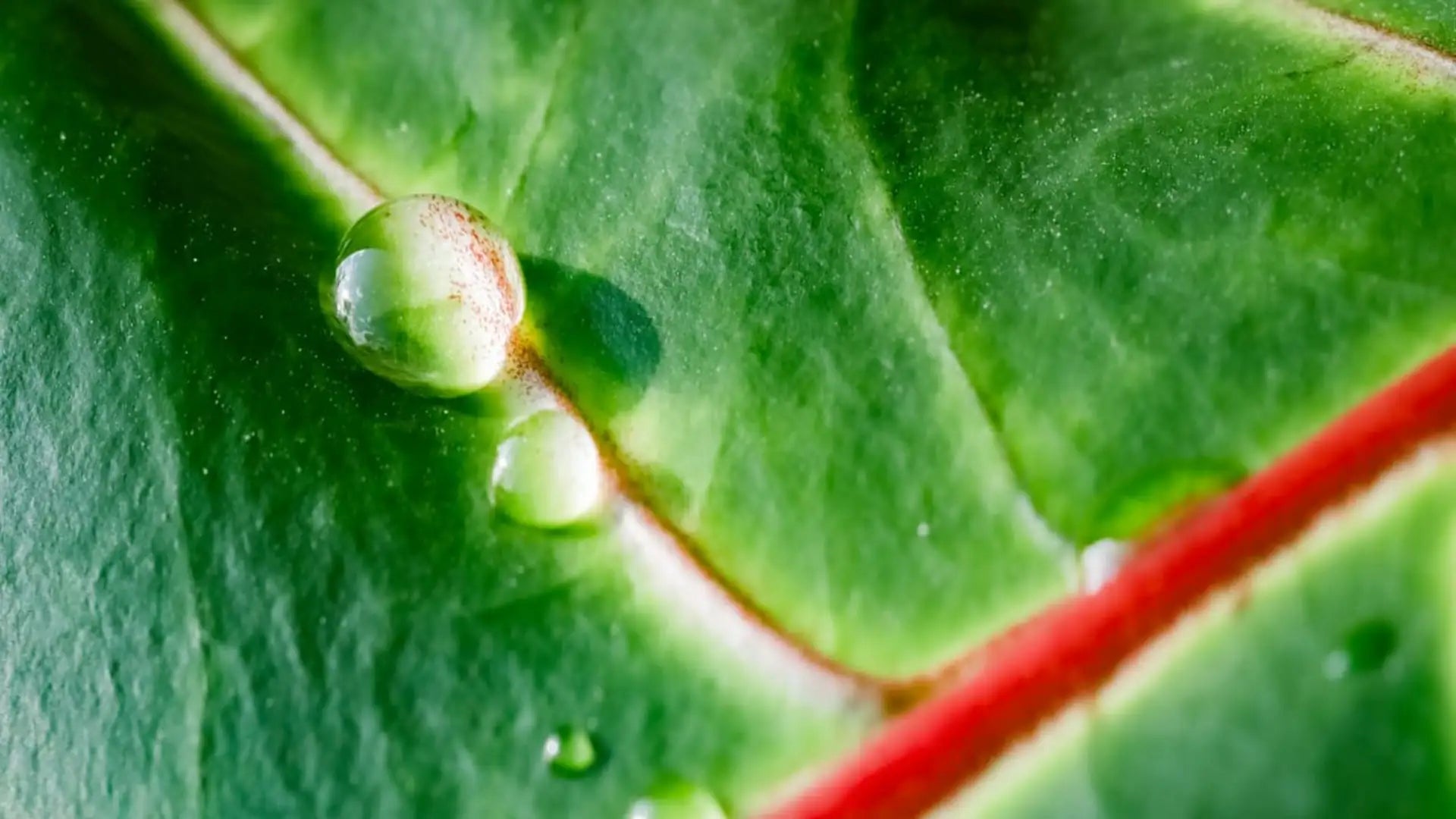 Liquid Kratom: A Modern Twist on Traditional Wellness | King K Kratom