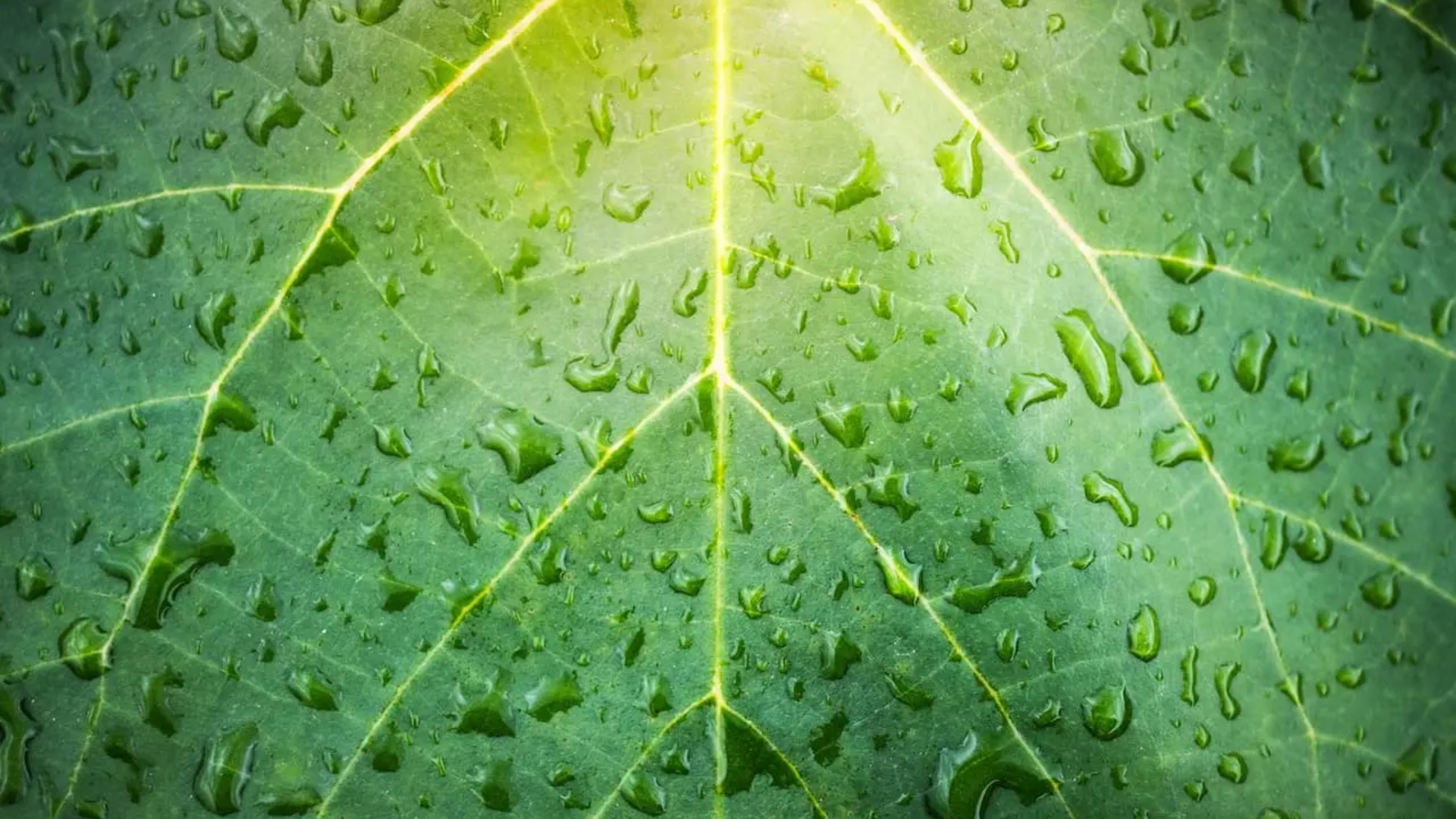 Modern Kratom: Bridging Tradition and Innovation