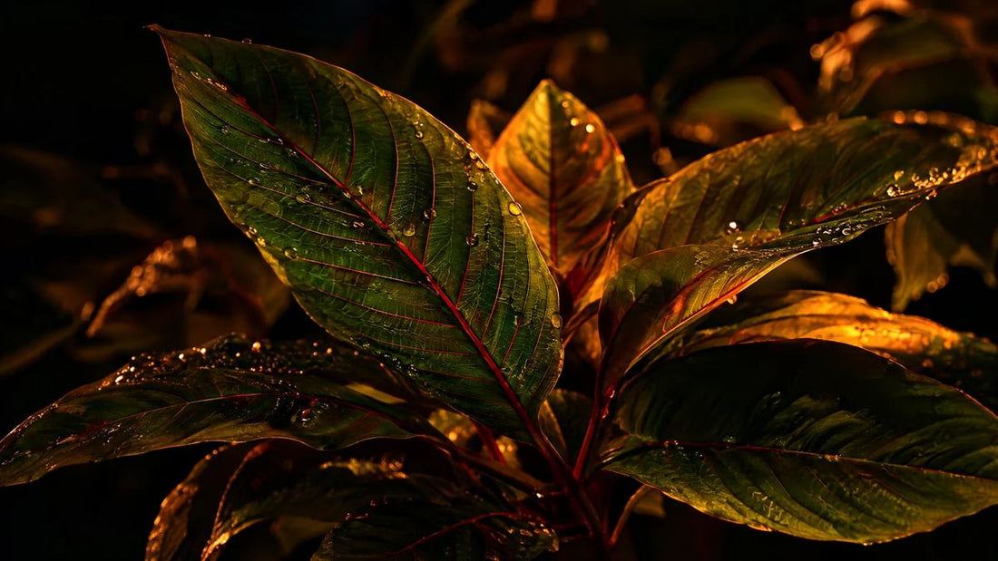 Kratom leaves lit in warm amber light against a dark background