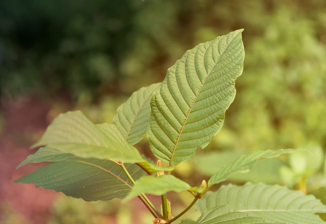 Thumbnail Picture of Kratom 101 Unveiling the All-Natural Energy Powerhouse by King Kratom