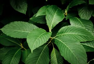 Thumbnail Picture of Kratom Extract in King K