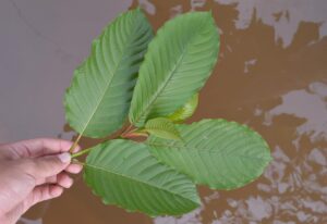 Thumbnail-For-Kratom-Harvest-By-King-K. Kratom